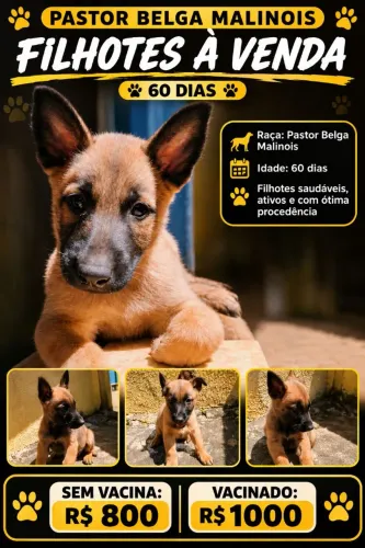 Filhote de Belga Malinois