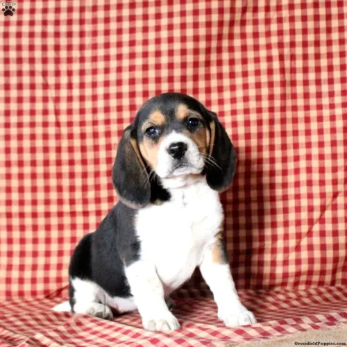 Beagle | Que reserva? Manda uma mensagem agora pelo whatsApp
