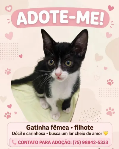 Gatinho filhote para adoção