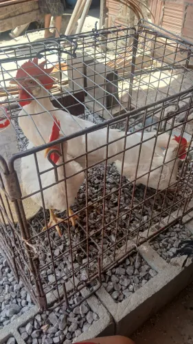galo e franginho