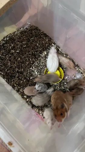 Hamster sírio 