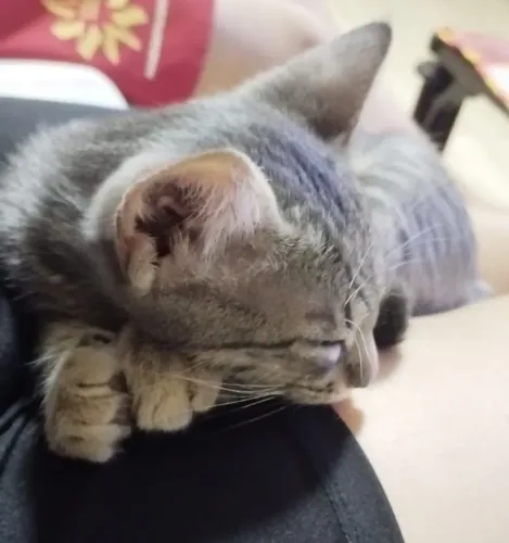 Doando uma gatinha de 3 meses