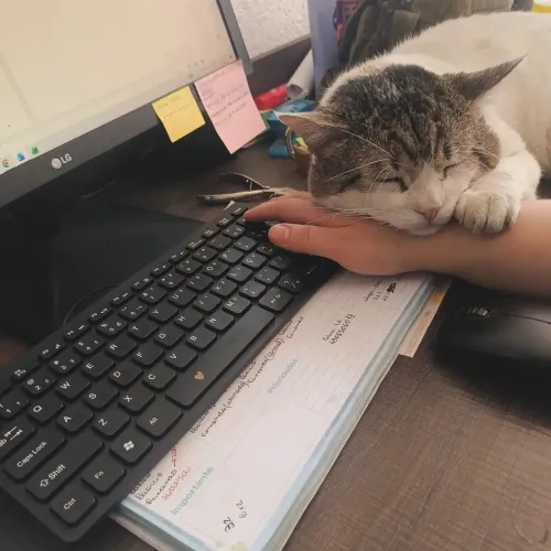 Gato dengoso e amoroso