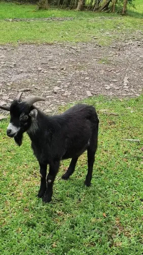 Mini cabrito