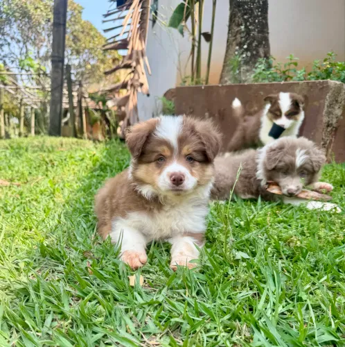 Filhotes de Border Collie 