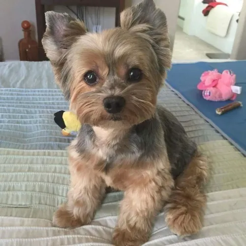 Yorkshire Terrier Filhote Fofo e cativante ?