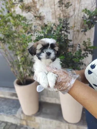 Lhasa Apso cores lindas, linda pelagem, bem pequnos