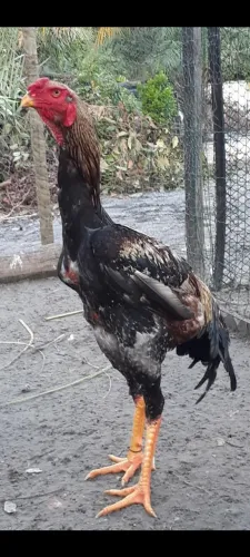 Índio Gigante 