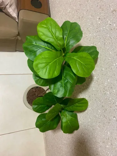Planta Ficus Lyrata com vaso