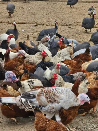 Galinha da Angola, Peru, Ganso, Pato, Marcelo, Galinha Caipira e ovos  