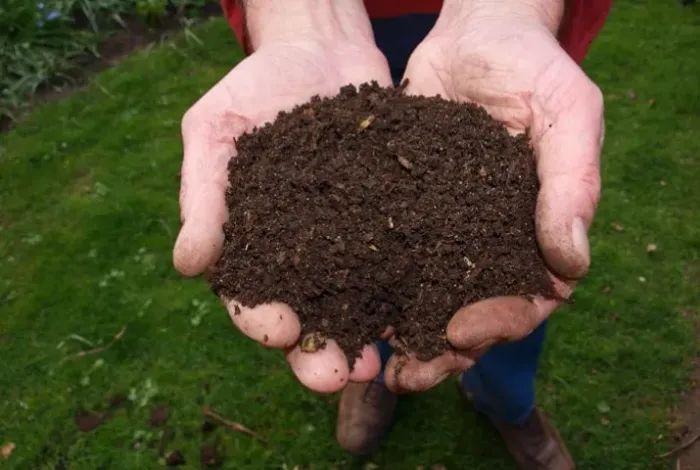Húmus de Minhoca: O Fertilizante Natural que Revitaliza seu Jardim e Horta
