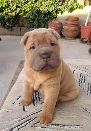 Filhote de Shar Pei à venda! ?