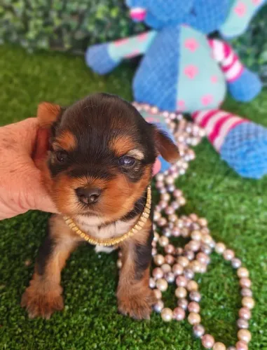 Yorkshire Terrier. Fêmeas para reserva