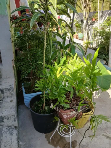 Estou vendendo todas essas plantas baratinho a desocupar o lugar