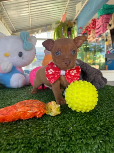 Pinscher macho linhagem chocolate dos olhos azuis $1.500,00