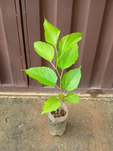Mudas árvores frutíferas