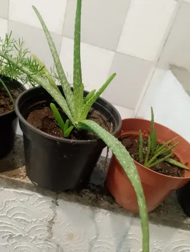 Aloe vera, Babosa.