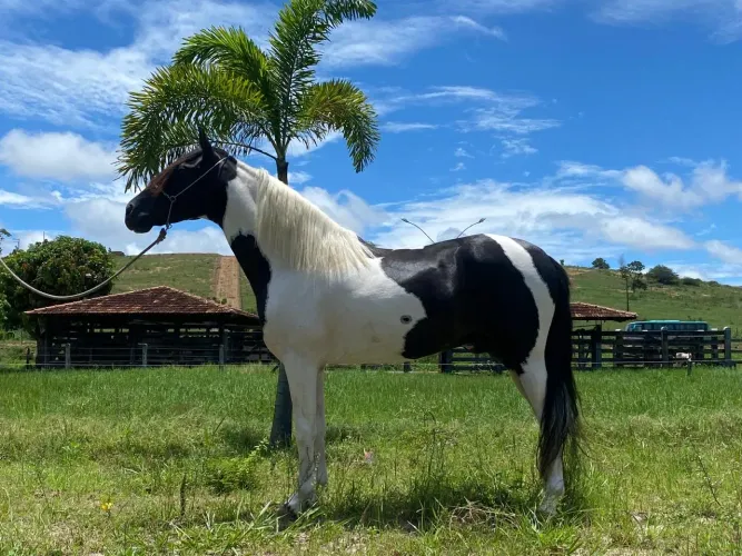 Cobertura / Cruzo de Cavalo / Garanhão Pampa de Preto filho do Ulisses Meaípe!!!