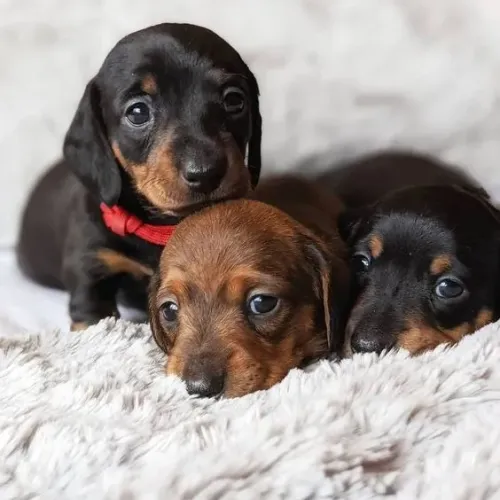 Filhote de Basset Teckel à venda! ?