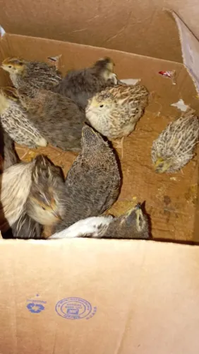 Pintinhos d codorna gigante