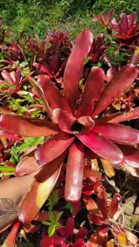 Bromélia vermelha | Folhagens, Plantas, Mudas ornamentais 
