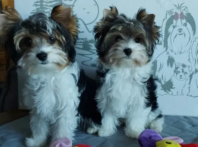 Yorkshire Colorido (Biewer Terrier) com Pedigree Transferido no Ato