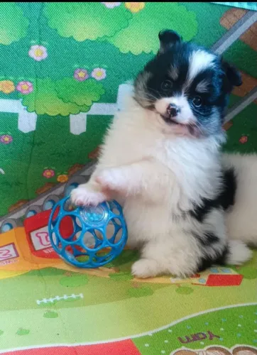 Lulu fêmea
