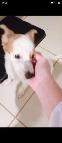 Doação de cachorro fêmea