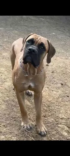 Boerboel cachorro africano 9 meses