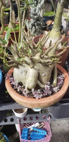 Arabicum