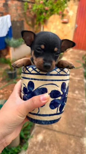 Pinscher 0 puro legítimo
