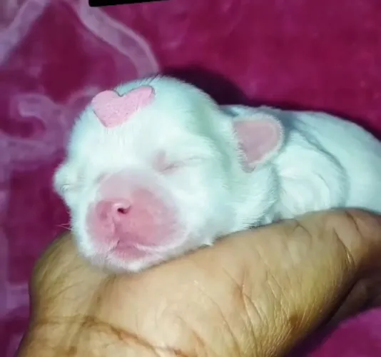 Filhote de Shih tzu fêmea