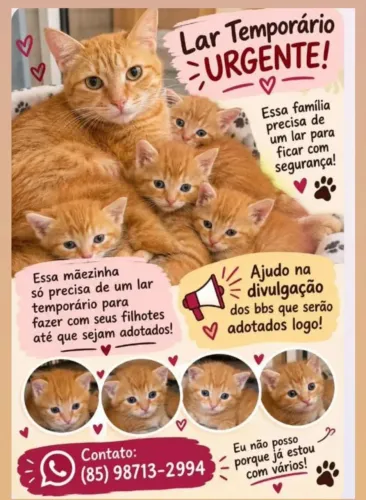 Gatinhos fofinhos pra adoção responsável