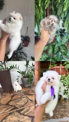 Lulu da Pomerânia simplesmente perfeito
