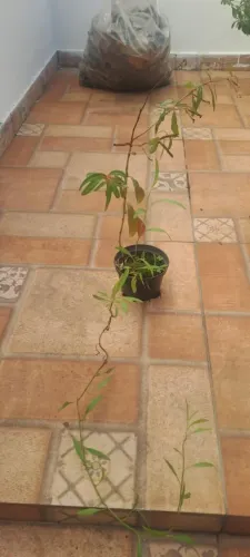 Plantas naturais 