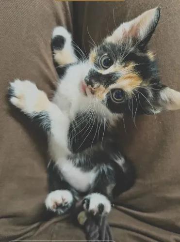 Gatinha filhote linda para adoção