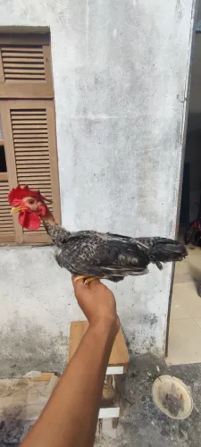 GALO GARNISÉ