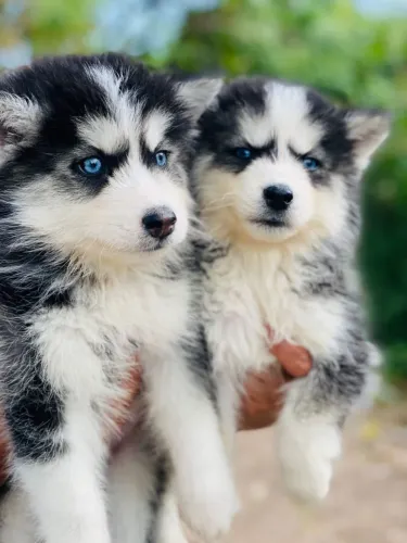 Husky Siberiano - Filhote Lindo