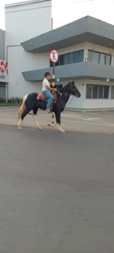 Vendo cavalo marcha batida 5 anos