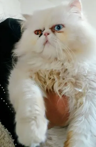 Vendo gato persa