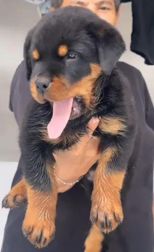 Rottweiler 