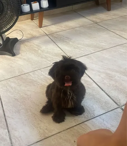 Shitzu Marron 