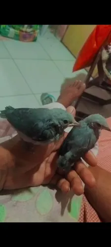 Filhote de azul