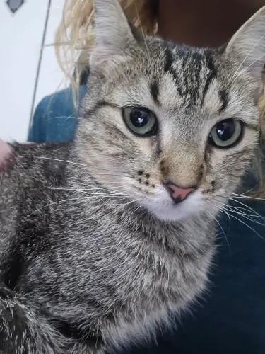 Procura-se esta gata