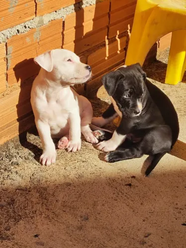 Filhotes pitbull disponíveis 
