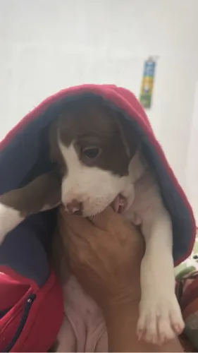 Pit Bull 