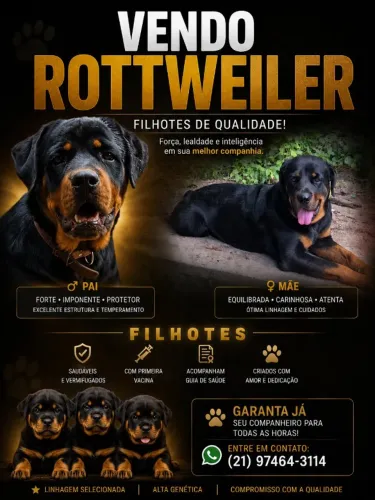 Vendo lindos Filhotes de Rotweiller