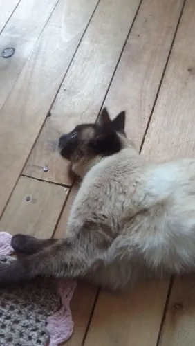 Doação de gata castrada