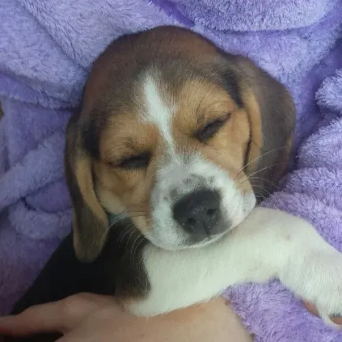 Beagle Doguinho pronto para um novo capítulo