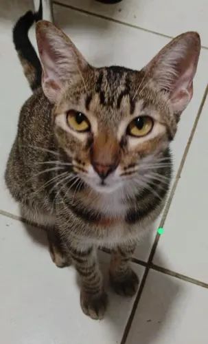 Gatinha para adoção - Castrada
